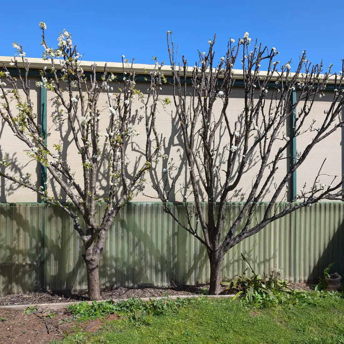 formative pruning